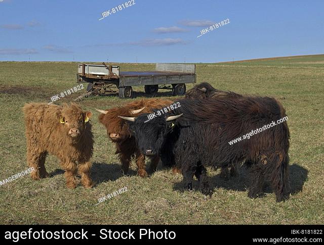 A crossbreed of Galloway and Highland cattle and Scottish Highland cattle, Hesse, Germany, Europe