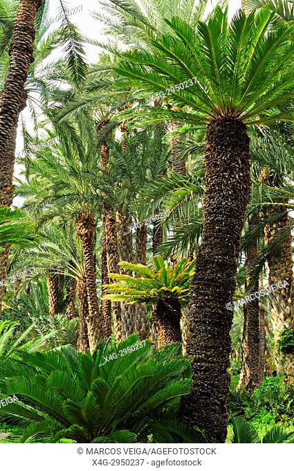 Palm trees at the Huerto del Cura, National artistic garden. Elche, Alicante, Spain
