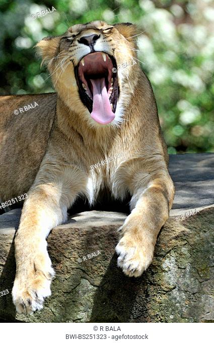 lion Panthera leo, yawning lioness