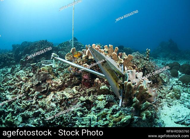 Anchor in Coral Reef, Indo Pacific, Indonesia