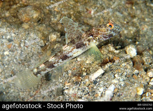 Monster Shrimpgoby (Tomiyamichthys oni) adult, at burrow entrance, Lembeh Straits, Sulawesi, Sunda Islands, Indonesia, Asia
