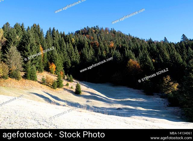 autumn forest at geroldsee, hoar frost on humpback meadows near klais, werdenfelser land, bavaria, germany