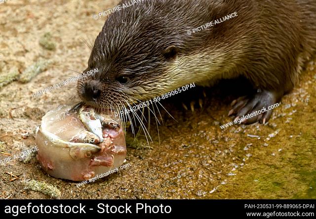 31 May 2023, Mecklenburg-Western Pomerania, Rostock: On World Otter Day, the otters at Rostock Zoo receive an ice cream cake with fish and meat