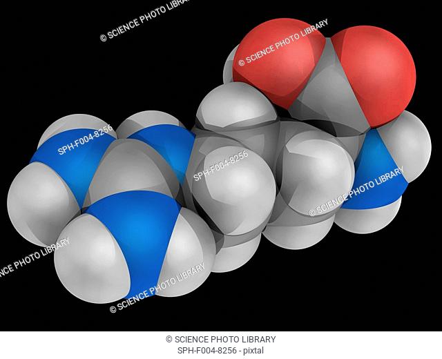 Arginine, molecular model. Nonessential alpha-amino acid found in a variety of foods. Atoms are represented as spheres and are colour-coded: carbon grey