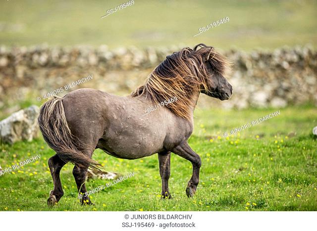Shetland Pony. Dun stallion trotting on a pasture. Shetlands, Unst