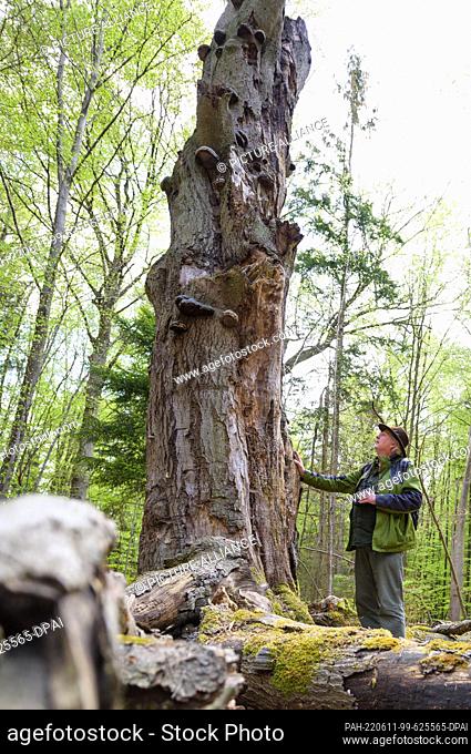 PRODUCTION - 03 May 2022, Lower Saxony, Göhrde: Kenny Kenner, forest friend, looks at a 300-year-old beech tree in the natural forest