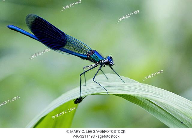 Male Banded Demoiselle, Calopteryx splendens. Showy metallic blue damselfly that inhabits slow moving rivers, streams. Females are metallic green