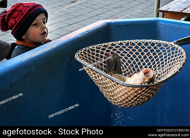 Christmas carp sale in Ostrava, Czech Republic, December 18, 2023. Foresters prepared fish for sale. Selling and killing of carps - which are traditional Czech...