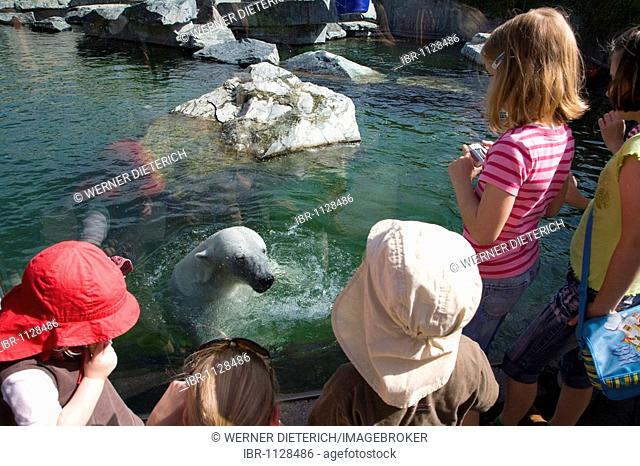 Children watching polar bear (Ursus maritimus), Wilbaer, Wilhelma zoo, zoological and botanical garden, Stuttgart, Baden-Wuerttemberg, Germany