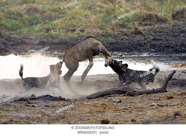 Afrikanische Wildhunde, Lycaon pictus, jagen und reissen Kudu als Beute, Chobe National Park, Afrika, african wilddogs, hunting kudu, prey, Botswana, Chobe NP