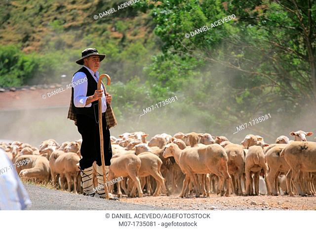 Tradicional sheep saving in Brieva transhumancia festival during spring time. Demanda range mountain range, Demanda mountains, Brieva village, La Rioja, Spain