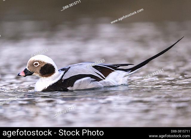 Europe, Scandinavia, Norway, Båtsfjord, Harbour of Båtsfjord, Long-tailed duck (Clangula hyemalis), commonly known in North America as Oldsquaw, male