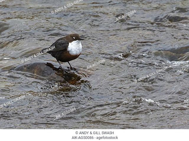 White-throated Dipper (Cinclus cinclus gularis) British subspecies/race standing on a rock in fast-flowing river showing white eyelids