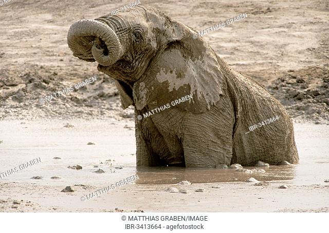 African Bush Elephant (Loxodonta africana) taking a mud bath