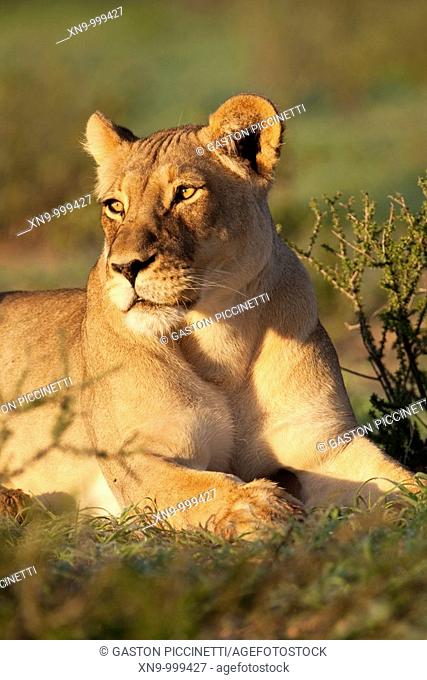 African lion Panthera leo - Female, rainy season, Kgalagadi Transfrontier Park, Kalahari desert, South Africa