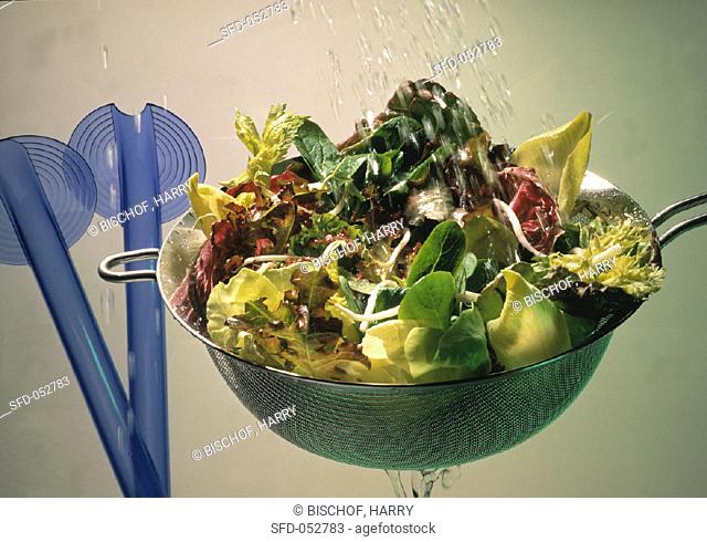 Washing Lettuce in a Metal Strainer