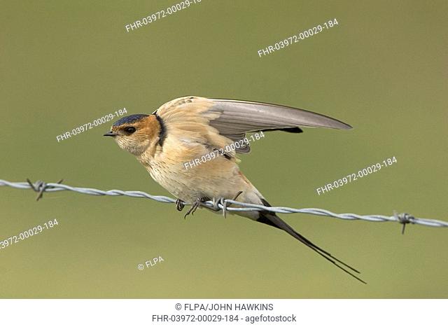 Red-rumped Swallow Hirundo daurica adult, wing stretching, perched on wire fence, Extremadura, Spain, april