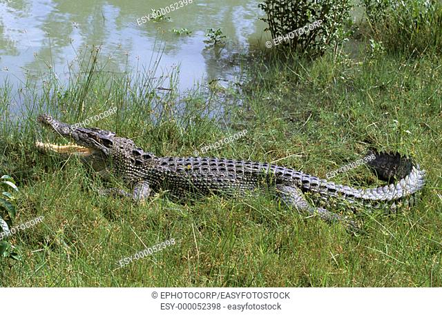 Estuarine crocodile at Sundarbans. West Bengal, India