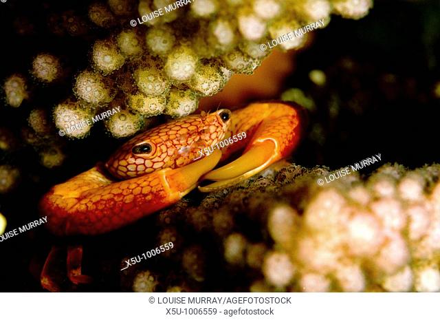 Similans Islands National park, Andaman Sea, Thailand Red spotted coral crab, Trapezia rufopunctata filter feeding at night