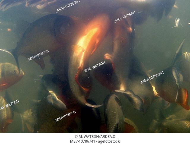 Red-bellied PIRANHA - feeding frenzy underwater (Serrasalmus nattereri)