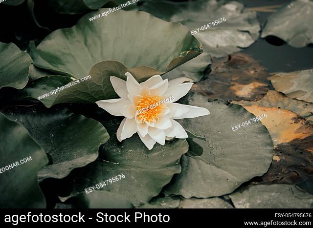 lotus or water lily flower at the small pond, wilderness nature czech republic