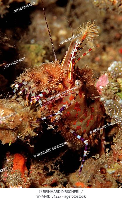 Marbled shrimp, Saron sp., Komodo National Park Indian Ocean, Indonesia