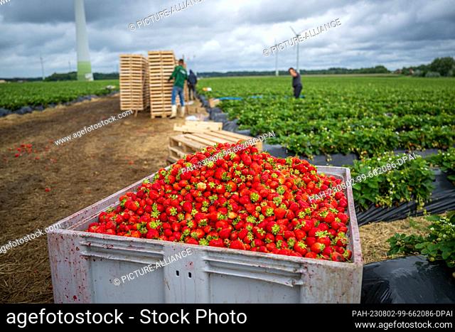 01 August 2023, Lower Saxony, Visbek: Strawberries of a remontant (always bearing) variety are harvested in a field at the end of the strawberry season