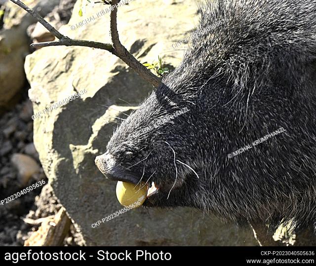 Chacoan peccary, tagua (Catagonus wagneri, Parachoerus wagneri), pictured during Easter feeding by dyed eggs in the Prague Zoo, Czech Republic, on April 5, 2023