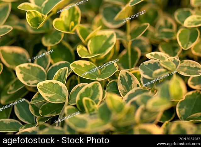 Eco nature green leaves and abstract background with sunshine. close-up