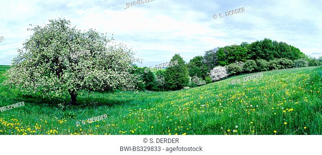 apple tree (Malus domestica), hilly spring landscape with blooming apple tree, Germany, NRW, Siebengebirge