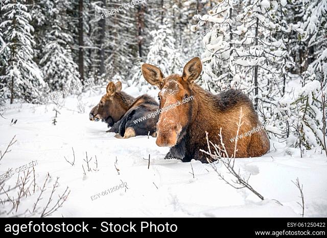Majestic moose cow (Alces alces) standing in snow in a winter forest in Jasper National Park, Alberta, Canada