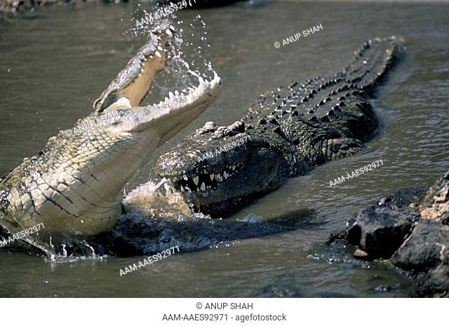 Nile Crocodiles fighting at water surface (Crocodylus niloticus) Grumeti River, Serengeti National Park, Tanzania