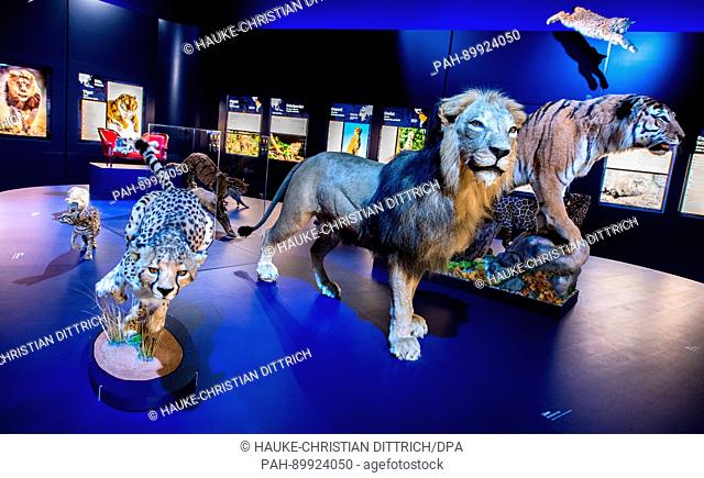 Models of a leopard, a lion and a tiger on display as part of a special exhibition entitled 'The Ice Age Hunter: The Deadly Danger of Sabre Toothed Tigers' in...