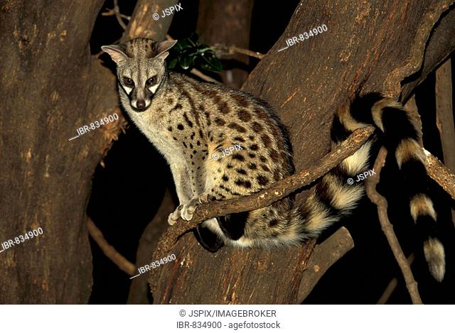 Common Genet, Small-spotted Genet or European Genet, (Genetta genetta) in a tree, night exposure, Samburu Game Reserve, Kenya, Africa