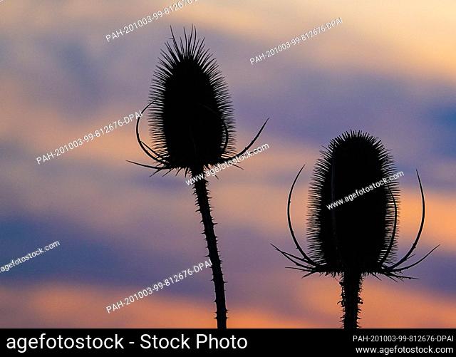 02 October 2020, Brandenburg, Sieversdorf: In the backlight of the sunset the withered inflorescences of a wild card can be seen
