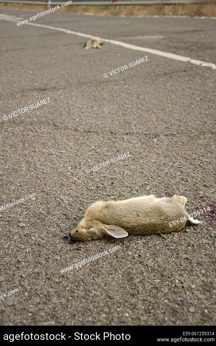 European rabbits Oryctolagus cuniculus run over. Las Cumbres Protected Landscapes. Gran Canaria. Canary Islands. Spain