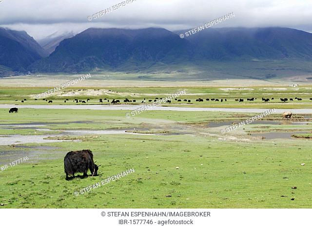 Yaks on pasture, cloud-shrouded mountains near Yangpachen, between Dangxion and Namtso Lake, Heavenly Lake, Tibet, China, Asia