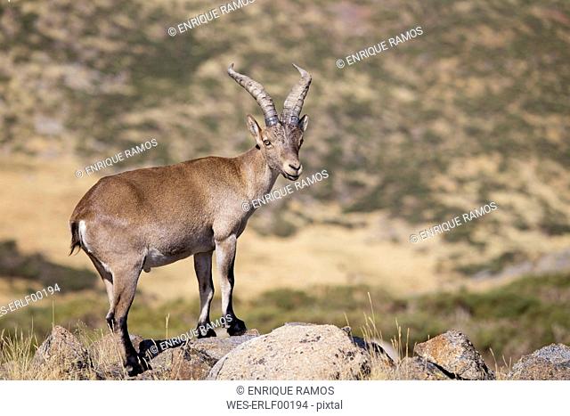 Spain, Sierra de Gredos, Western Spanish ibex on a rock