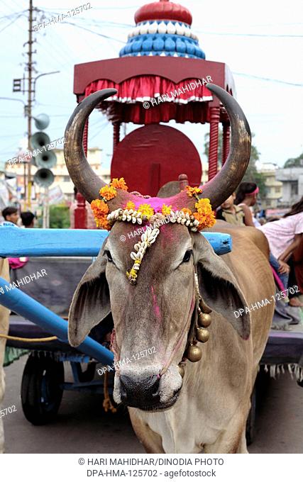 Janmashtami festival or Lord Krishna birthday celebration carnival bullock with big horns decorated traditionally against background of cart made up like temple...