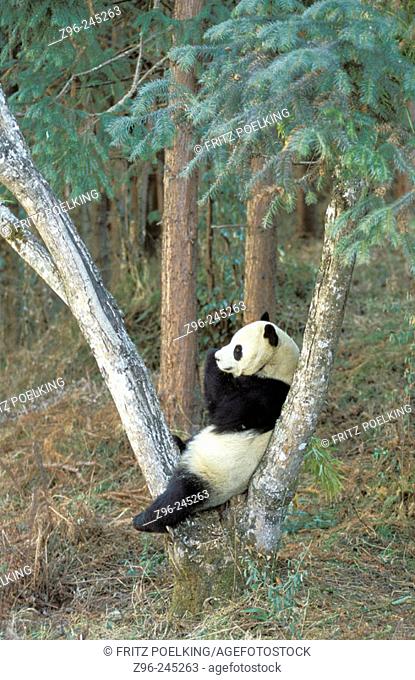 Giant Panda (Ailuropoda melanoleuca) captive at panda centre, Wolong Valley. Himalaya, China