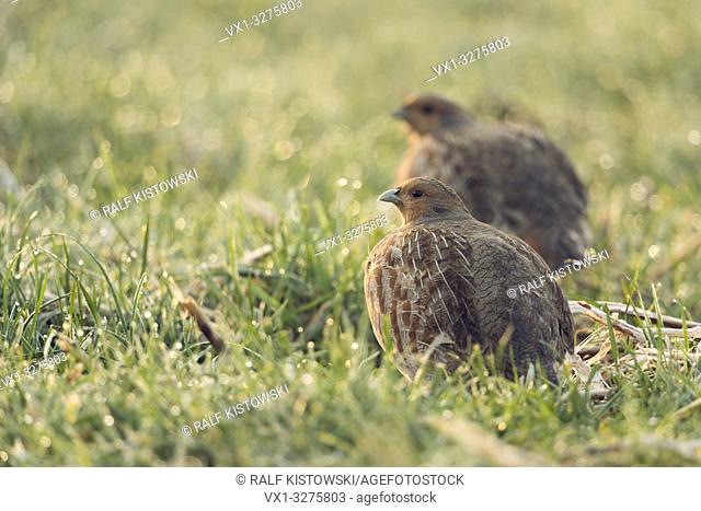 Grey Partridges ( Perdix perdix ), pair of, sitting in wet grass, early morning backlight situation, watching around for safety.