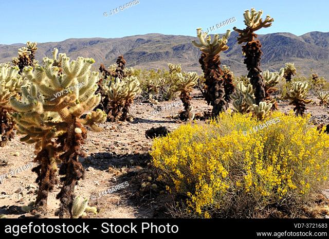 Teddy bear cholla (Cylindropuntia bigelovii or Opuntia bigelovii) is a cholla cactus native to Southwestern USA and Northwestern Mexico