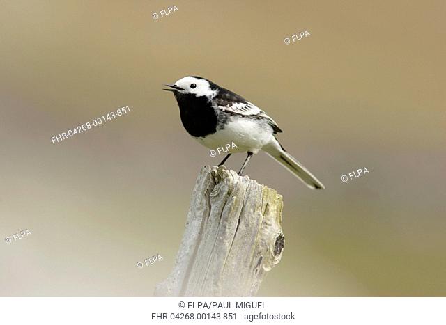 Pied Wagtail Motacilla alba yarrellii adult, singing, perched on post, Yorkshire, England, april