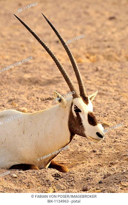 Arabian Oryx (Arabian Oryx), Sir Bani Yas Island, Abu Dhabi, United Arab Emirates, Arabia, Near East, Orient