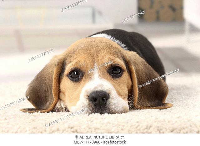 Dog Beagle puppy