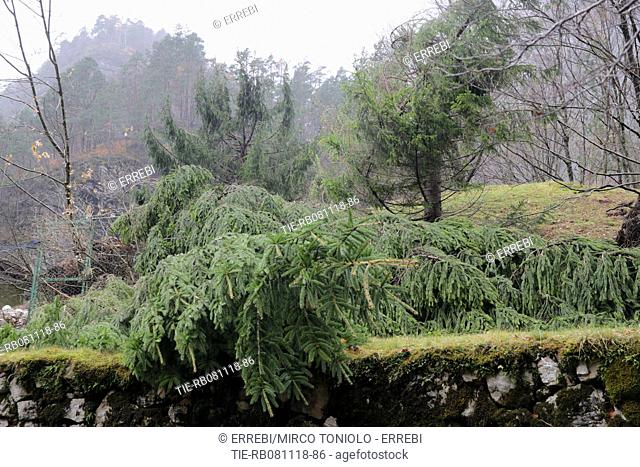 Damage caused by severe bad weather in Italy, Belluno area - 08 Nov 2018
