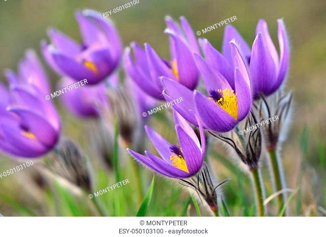 Beautiful purple little furry pasque-flower. (Pulsatilla grandis) Blooming on spring meadow at the sunset