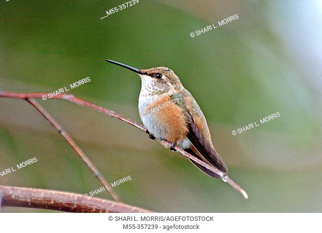 Rufous Hummingbird (Selasphorus rufus) resting