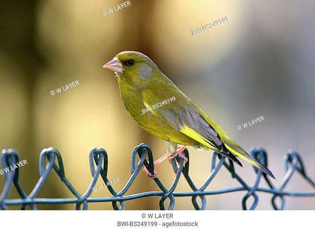 western greenfinch Carduelis chloris, sitting on a fence, Germany