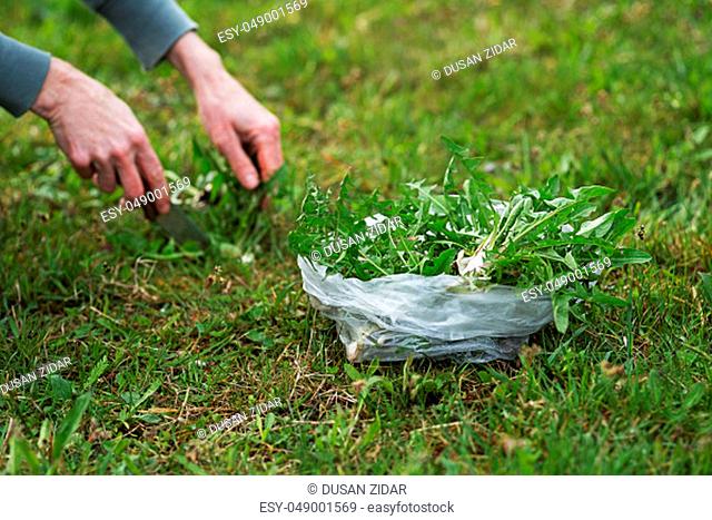 Dandelion. Picking fresh dandelion leaves with knife. Dandelion in hands of a farmer